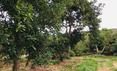 Venta 15.000 m2, terreno plano, centro Guayllabamba, árboles aguacate