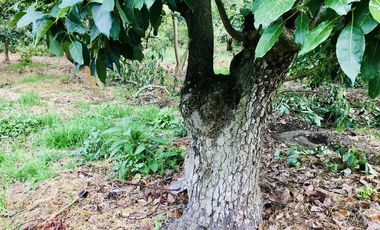 Venta 15.000 m2, terreno plano, centro Guayllabamba, árboles aguacate