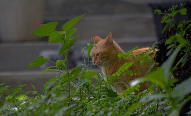 Casa de Lujo en Renta Amueblada en Colinas de San Javier (San Wenceslao)
