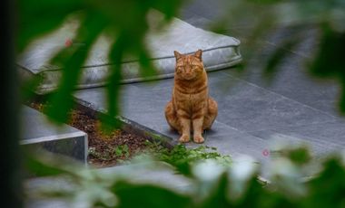 Casa de Lujo en Renta Amueblada en Colinas de San Javier (San Wenceslao)