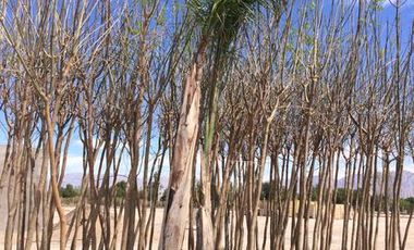 Casa - Terrazas al Oeste