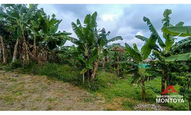 Lote en Arabia, Pereira