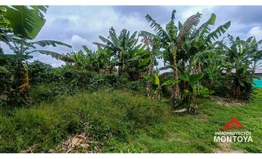 Lote en Arabia, Pereira