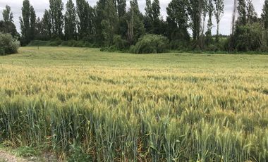 Terreno En Comuna De Retiro, Región Del Maule