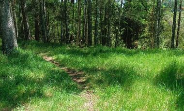 Parcela 5000mt2 con Casa Venta sólo 20 minutos de Villarrica