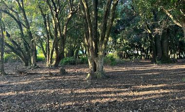 Terreno Construccion En Venta En Pucón