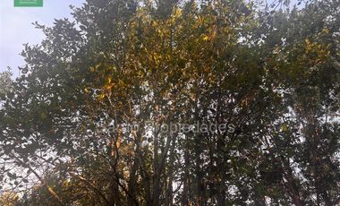 Parcela En Venta En Fresia Sector Rio Blanco