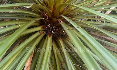 Parcela En Venta En Fresia Sector Rio Blanco