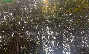 Parcela En Venta En Fresia Sector Rio Blanco