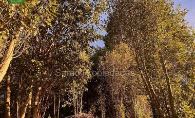 Parcela En Venta En Fresia Sector Rio Blanco