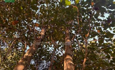 Parcela En Venta En Fresia Sector Rio Blanco