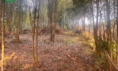 Parcela En Venta En Fresia Sector Rio Blanco