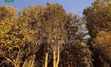 Parcela En Venta En Fresia Sector Rio Blanco