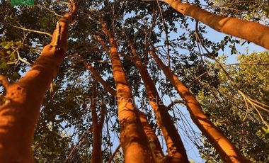 Parcela En Venta En Fresia Sector Rio Blanco