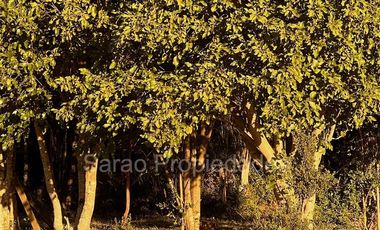 Parcela En Venta En Fresia Sector Rio Blanco