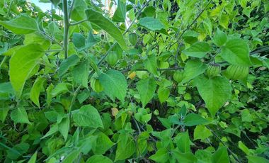 Propiedad Agrícola Con Casa Y Huerto En Producción