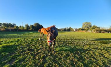 Propiedad Agrícola Con Casa Y Huerto En Producción