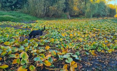 Propiedad Agrícola Con Casa Y Huerto En Producción
