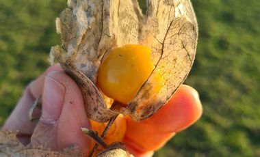 Propiedad Agrícola Con Casa Y Huerto En Producción