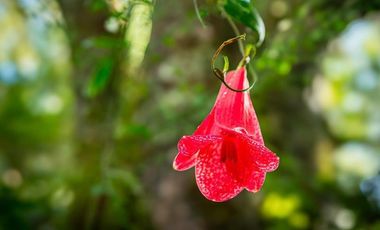 Parcelas 5.000 M En El Roble, Los Lagos Excelente Acceso