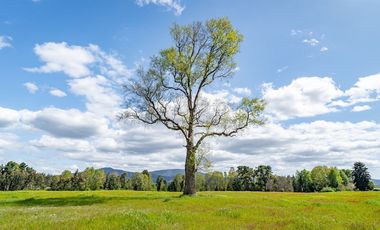 Parcelas 5.000 M En El Roble, Los Lagos Excelente Acceso