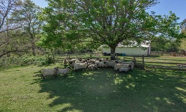 Parcelas 5.000 M En El Roble, Los Lagos Excelente Acceso