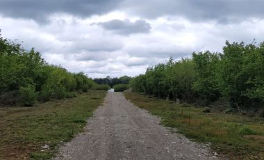 Parcela En Venta En Villarrica, Oportunidad Precio Rebajado