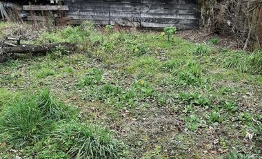 Local Comercial En Venta En Puyehue