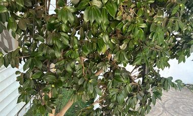 Amplia Casa De 4 Dorm En Calle Newman Valparaíso