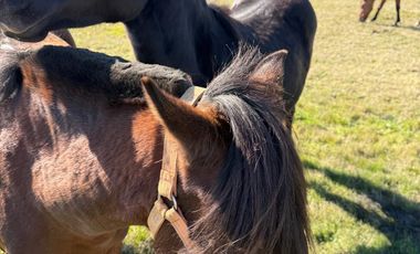 VENDO CAMPO EN LOS MUERMOS REGION DE LOS LAGOS