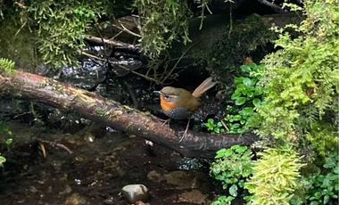 Parcela en venta en QUEILÉN