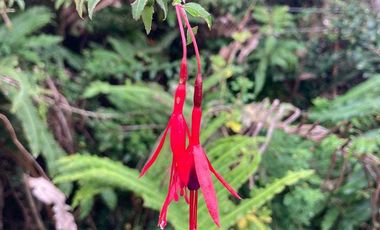 Parcela en venta en QUEILÉN