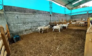 Finca agropecuaria de 6,4 ha con cultivo de aguacate en venta