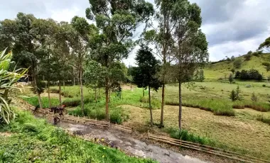 Finca agropecuaria de 6,4 ha con cultivo de aguacate en venta