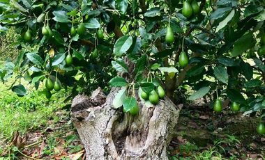 Venta terreno Guayllabamba 1 hectárea agrícola con agua de riego