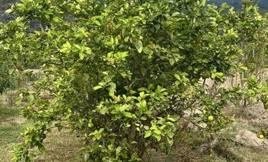 Venta terreno Guayllabamba 1 hectárea agrícola con agua de riego