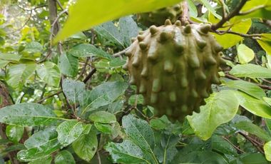 Venta terreno Guayllabamba 1 hectárea agrícola con agua de riego