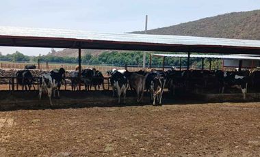 RANCHO EN VENTA EN EL VENADO, ALVARO OBREGON