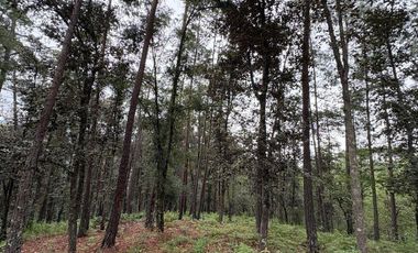 Lote / Terreno en Venta en Huasca de Ocampo