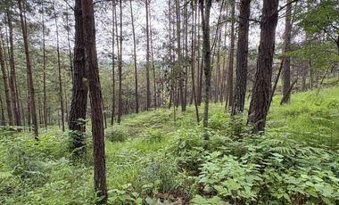 Lote / Terreno en Venta en Huasca de Ocampo