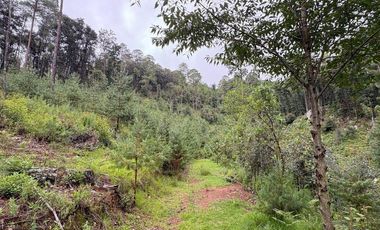 Lote / Terreno en Venta en Huasca de Ocampo