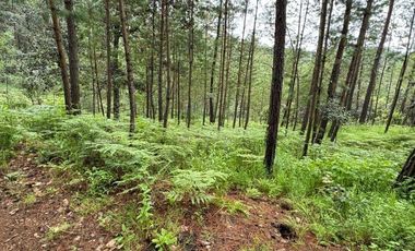 Lote / Terreno en Venta en Huasca de Ocampo