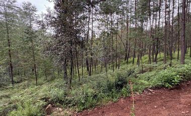 Lote / Terreno en Venta en Huasca de Ocampo