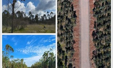 Parcelas planas de 5000 m² con rol y fact. de luz en Chillan