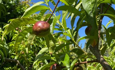 Casa en venta en ISLA DE MAIPO