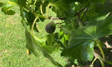 Casa en venta en ISLA DE MAIPO