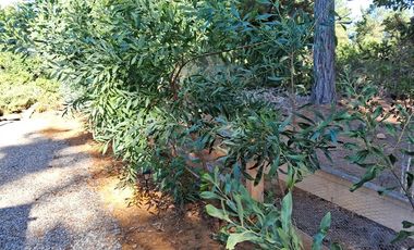 Sitio en Venta en F-818-G, Casablanca, Valparaíso