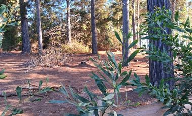 Sitio en Venta en F-818-G, Casablanca, Valparaíso