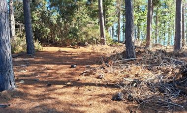 Sitio en Venta en F-818-G, Casablanca, Valparaíso