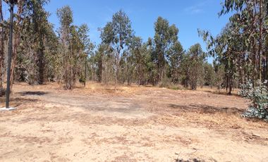 ARRIENDO EN ALGARROBO NORTE, CASA CON ESPACIO COMPARTIDO